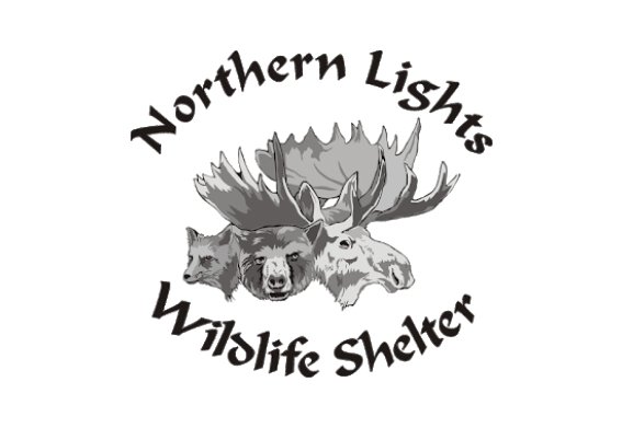 Northern lights wildlife shelter